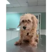 Foto dell\'animale cane - Matr. 2019/2302 - Microchip 380260043872840