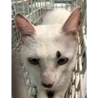 Foto dell\'animale gatto - Matr. 2019/2304 - Microchip 380260043873093