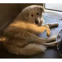 Foto dell\'animale cane - Matr. 2017/0334 - Microchip 380260043152169