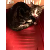 Foto dell\'animale gatto - Matr. 2019/2306 - Microchip 380260043873016