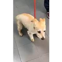 Foto dell\'animale cane - Matr. 2019/2308 - Microchip 380260043869611