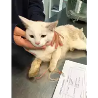 Foto dell\'animale gatto - Matr. 2019/2309 - Microchip 380260043870323