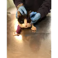Foto dell\'animale gatto - Matr. 2019/2310 - Microchip 380260043681147