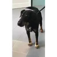 Foto dell\'animale cane - Matr. 2019/2311 - Microchip 380260000133964
