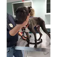 cane - Matr. 2019/2314 - Microchip 380260043873150
