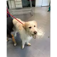 Foto dell\'animale cane - Matr. 2019/1693 - Microchip 380260043680692