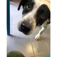 Foto dell\'animale cane - Matr. 2019/2321 - Microchip 380260043873119