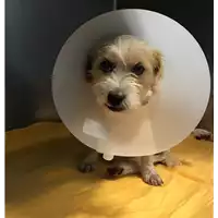 Foto dell\'animale cane - Matr. 2019/2324 - Microchip 380260043870456