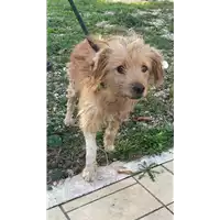 Foto dell\'animale cane - Matr. 2019/2322 - Microchip 380260043872867