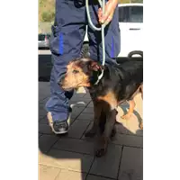 Foto dell\'animale cane - Matr. 2016/0622 - Microchip 380260042867548