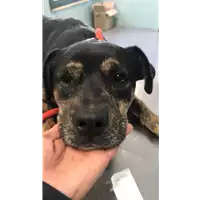 Foto dell\'animale cane - Matr. 2019/2329 - Microchip 380260043680831