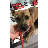 Foto dell\'animale cane - Matr. 2019/2330 - Microchip 380260043681148