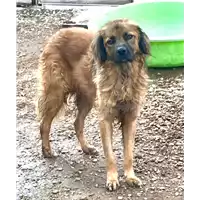 Foto dell\'animale cane - Matr. 2019/2331 - Microchip 380260043680964