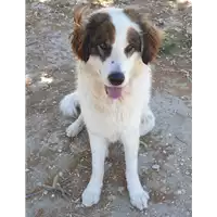 cane - Matr. 2019/2332 - Microchip 380260100518387