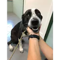 Foto dell\'animale cane - Matr. 2019/2334 - Microchip 380260043680658