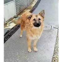 Foto dell\'animale cane - Matr. 2019/2333 - Microchip 380260043681359