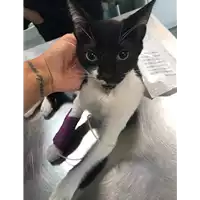 Foto dell\'animale gatto - Matr. 2019/2335 - Microchip 380260043686468