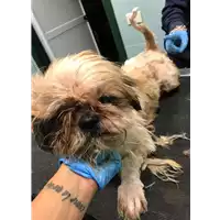 Foto dell\'animale cane - Matr. 2019/2337 - Microchip 642098100139985
