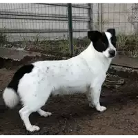 Foto dell\'animale cane - Matr. 2019/1385 - Microchip 380260043853918