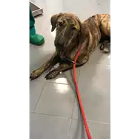 cane - Matr. 2019/2342 - Microchip 380260043680963