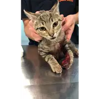 Foto dell\'animale gatto - Matr. 2019/2343 - Microchip 380260043681142