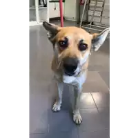 Foto dell\'animale cane - Matr. 2019/2345 - Microchip 380260043680674