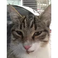 Foto dell\'animale gatto - Matr. 2019/2348 - Microchip 380260043681356