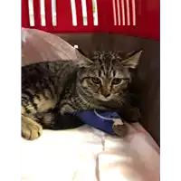 Foto dell\'animale gatto - Matr. 2019/2354 - Microchip 380260043680618