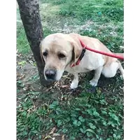 Foto dell\'animale cane - Matr. 2019/2355 - Microchip 380260000696040