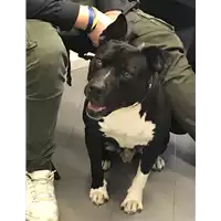 Foto dell\'animale cane - Matr. 2019/2357 - Microchip 380260100047808