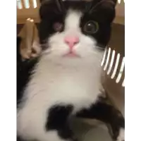 Foto dell\'animale gatto - Matr. 2019/2360 - Microchip 380260043680617