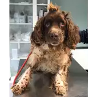 Foto dell\'animale cane - Matr. 2019/2361 - Microchip 981098102260787