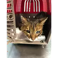 Foto dell\'animale gatto - Matr. 2019/2365 - Microchip 380260043872486