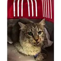 Foto dell\'animale gatto - Matr. 2019/2368 - Microchip 380260043869866