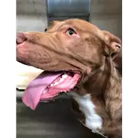 Foto dell\'animale cane - Matr. 2019/2370 - Microchip 380260043873159
