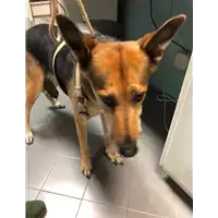 Foto dell\'animale cane - Matr. 2019/2372 - Microchip 380260000086733
