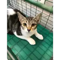 Foto dell\'animale gatto - Matr. 2019/2373 - Microchip 380260043873102