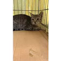 Foto dell\'animale gatto - Matr. 2019/2374 - Microchip 380260043869710