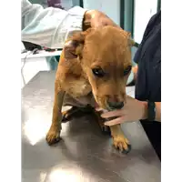 Foto dell\'animale cane - Matr. 2019/2378 - Microchip 380260043680836