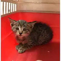 Foto dell\'animale gatto - Matr. 2019/2376 - Microchip 380260043717795