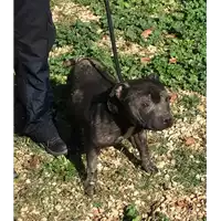 Foto dell\'animale cane - Matr. 2019/2377 - Microchip 380260000937029