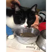 Foto dell\'animale gatto - Matr. 2019/2380 - Microchip 380260043717983