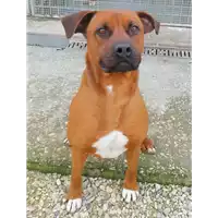 Foto dell\'animale cane - Matr. 2019/2381 - Microchip 380260043681286