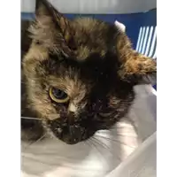 Foto dell\'animale gatto - Matr. 2019/2383 - Microchip 380260043848255