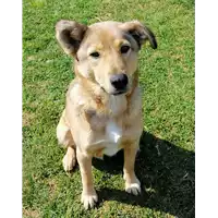 Foto dell\'animale cane - Matr. 2018/1978 - Microchip 380260042932109