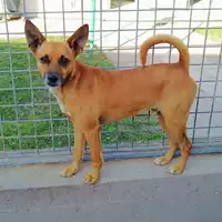 Foto dell\'animale cane - Matr. 2018/1700 - Microchip 380260042932288