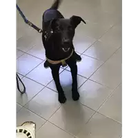Foto dell\'animale cane - Matr. 2019/1440 - Microchip 380260004185102