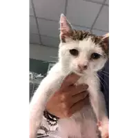 Foto dell\'animale gatto - Matr. 2019/2395 - Microchip 380260043634241