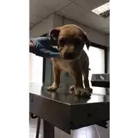 Foto dell\'animale cane - Matr. 2017/0305 - Microchip 380260043152084