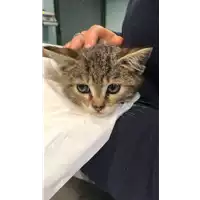 Foto dell\'animale gatto - Matr. 2019/2396 - Microchip 380260043634150